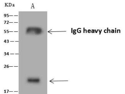 Immunoprecipitation: MOG1 Antibody [NBP3-12671]