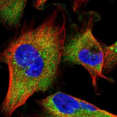 Immunocytochemistry/ Immunofluorescence: MON1B Antibody [NBP1-92131]