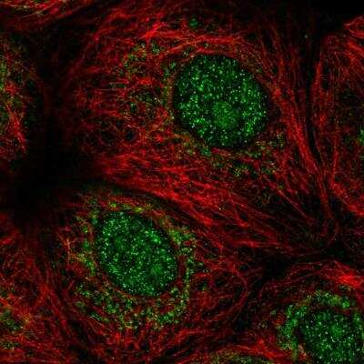 Immunocytochemistry/ Immunofluorescence: MORN1 Antibody [NBP1-94013]