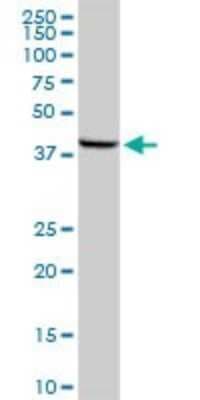 Western Blot: MOS Antibody [H00004342-D01P]