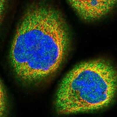 Immunocytochemistry/ Immunofluorescence: MOSPD3 Antibody [NBP1-85698]