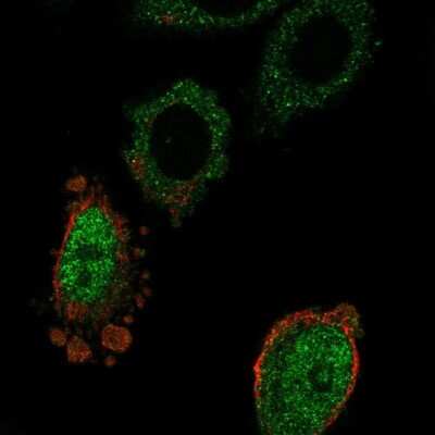 Immunocytochemistry/ Immunofluorescence: MOSPD3 Antibody [NBP2-57509]