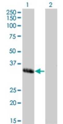 Western Blot: MOX1 Antibody (2E12) [H00004222-M03]