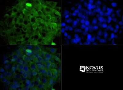 Immunocytochemistry/ Immunofluorescence: MP1/MAP2K1IP1 Antibody - BSA Free [NBP1-50631]