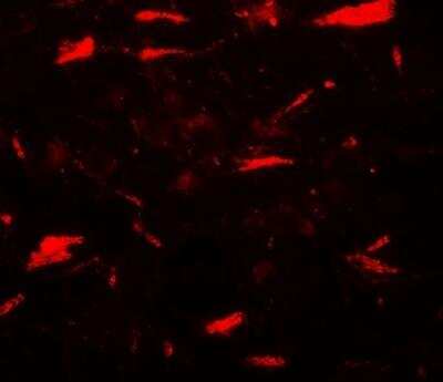 Immunocytochemistry/ Immunofluorescence: MP1/MAP2K1IP1 Antibody - BSA Free [NBP2-81886]
