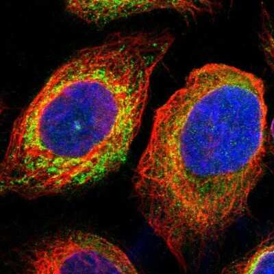 Immunocytochemistry/ Immunofluorescence: MPDU1 Antibody [NBP1-84570]