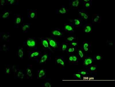 Immunocytochemistry/ Immunofluorescence: MPG Antibody (4B12) [H00004350-M08]