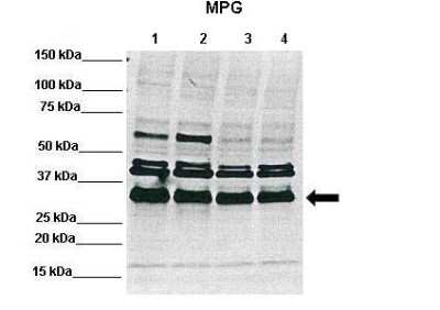 Western Blot: MPG Antibody [NBP1-59730]