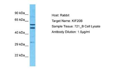 Western Blot: MPHOSPH1 Antibody [NBP2-85307]