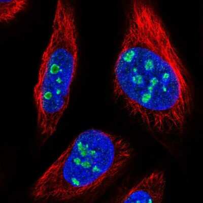 Immunocytochemistry/ Immunofluorescence: MPND Antibody [NBP2-31009]