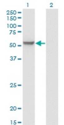 Western Blot: MPP1 Antibody (1E11-1G11) [H00004354-M01]