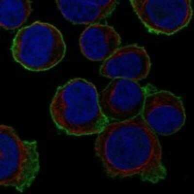 Immunocytochemistry/ Immunofluorescence: MPP1 Antibody [NBP3-17059]