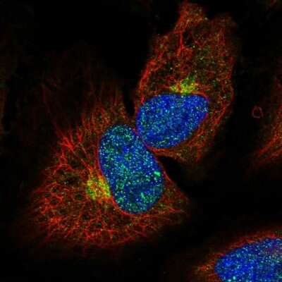 Immunocytochemistry/ Immunofluorescence: MPPE1 Antibody [NBP1-86089]