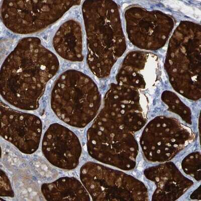 Immunohistochemistry-Paraffin: MPPE1 Antibody [NBP1-86089]