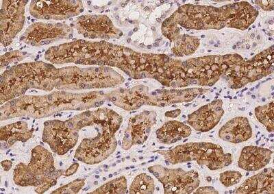Immunohistochemistry-Paraffin: MPPE1 Antibody [NBP3-05976]