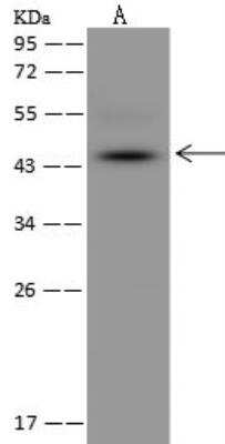 Western Blot: MPPE1 Antibody [NBP3-05976]