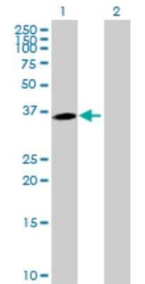Western Blot: MPPED1 Antibody [H00000758-B01P]