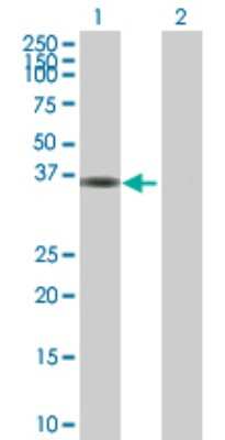 Western Blot: MPPED1 Antibody [H00000758-B02P]