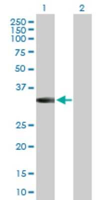 Western Blot: MPPED2 Antibody [H00000744-D01P]