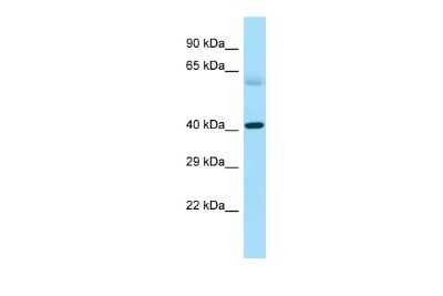 Western Blot: MPRA Antibody [NBP2-83224]
