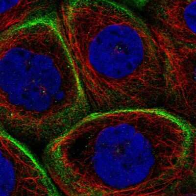 Immunocytochemistry/ Immunofluorescence: MPRIP Antibody [NBP1-81035]