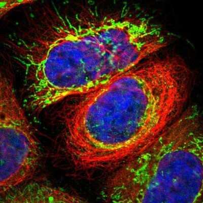 Immunocytochemistry/ Immunofluorescence: MPST Antibody [NBP1-82617]