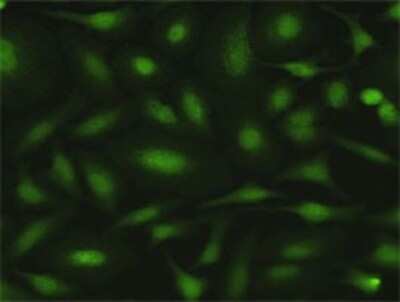 Immunocytochemistry/ Immunofluorescence: MPZL1 Antibody [H00009019-D01P]