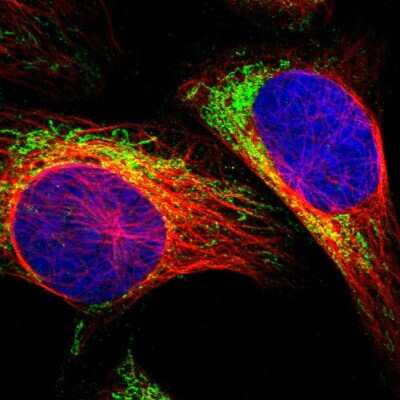 Immunocytochemistry/ Immunofluorescence: MRM1 Antibody [NBP1-83597]