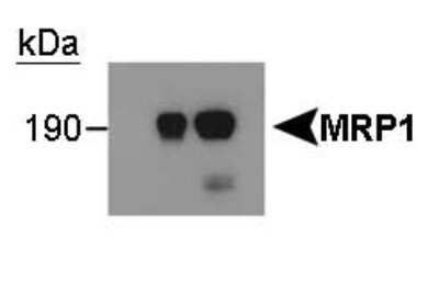Western Blot: MRP1 Antibody (IU2H10)Azide and BSA Free [NBP2-80857]