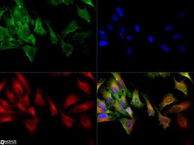 Immunocytochemistry/ Immunofluorescence: MRP1 Antibody (IU2H10) - BSA Free [NB400-156]