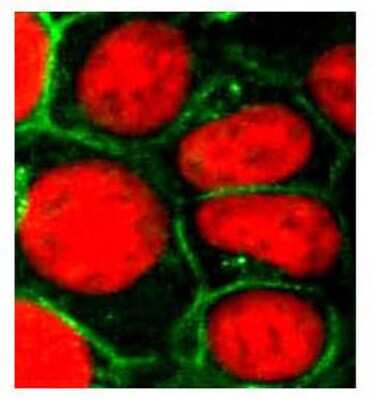 Immunocytochemistry/ Immunofluorescence: MRP1 Antibody (IU5C1) - BSA Free [NB110-57131]