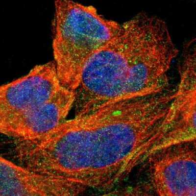 Immunocytochemistry/ Immunofluorescence: MRP1 Antibody [NBP3-05508]