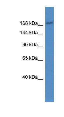 Western Blot: MRP2 Antibody [NBP1-69023]