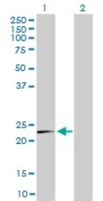 Western Blot: MRPL12 Antibody (3B12-1A3) [H00006182-M01]
