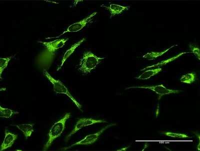 Immunocytochemistry/ Immunofluorescence: MRPL12 Antibody [H00006182-D01P]