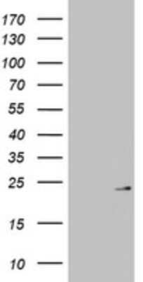 Western Blot: MRPL13 Antibody (OTI6A11)Azide and BSA Free [NBP2-72780]