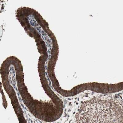 Immunohistochemistry-Paraffin: MRPL2 Antibody [NBP1-84513]