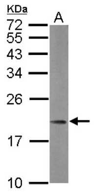 Western Blot: MRPL21 Antibody [NBP2-19401]