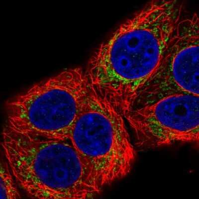 Immunocytochemistry/ Immunofluorescence: MRPL22 Antibody [NBP2-30482]