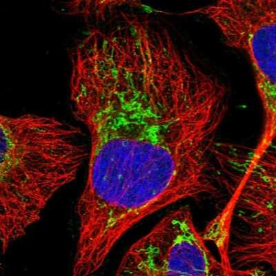 Immunocytochemistry/ Immunofluorescence: MRPL28 Antibody [NBP1-82805]