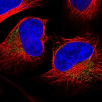 Immunocytochemistry/ Immunofluorescence: MRPL37 Antibody [NBP1-81032]