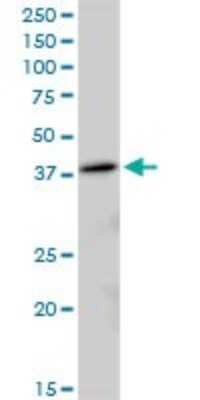 Western Blot: MRPL38 Antibody [H00064978-B01P]