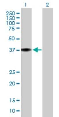 Western Blot: MRPL38 Antibody [H00064978-B01P]