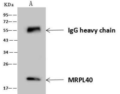 Immunoprecipitation: MRPL40 Antibody [NBP3-12583]