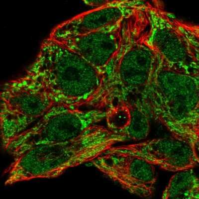 Immunocytochemistry/ Immunofluorescence: MRPL46 Antibody [NBP2-47369]