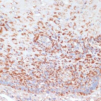 Immunohistochemistry-Paraffin: MRPL46 Antibody - Azide and BSA Free [NBP2-94771]