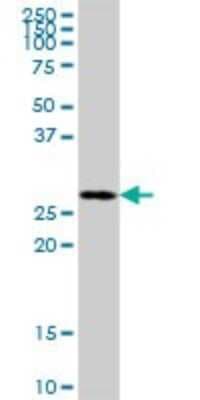 Western Blot: MRPL46 Antibody [H00026589-B01P]
