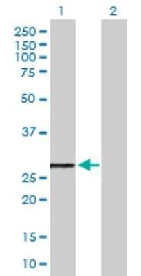 Western Blot: MRPL46 Antibody [H00026589-B01P]