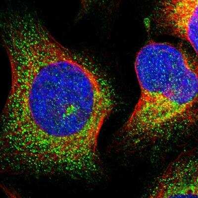 Immunocytochemistry/ Immunofluorescence: MRPL50 Antibody [NBP1-83651]