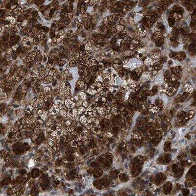 Immunohistochemistry-Paraffin: MRPL50 Antibody [NBP1-83651]